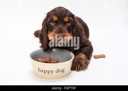 Cute puppy dog Cocker jusqu'à manger des biscuits en forme de viande de chien heureux bol Banque D'Images