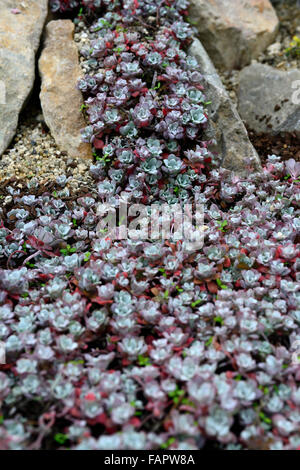 Sedum spathulifolium purpureum succulentes succulentes river rock mise en page design jardin de rocaille Floral RM plantation alpin Banque D'Images