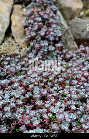 Sedum spathulifolium purpureum succulentes succulentes river rock mise en page design jardin de rocaille Floral RM plantation alpin Banque D'Images