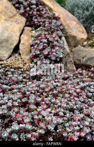 Sedum spathulifolium purpureum succulentes succulentes river rock mise en page design jardin de rocaille Floral RM plantation alpin Banque D'Images