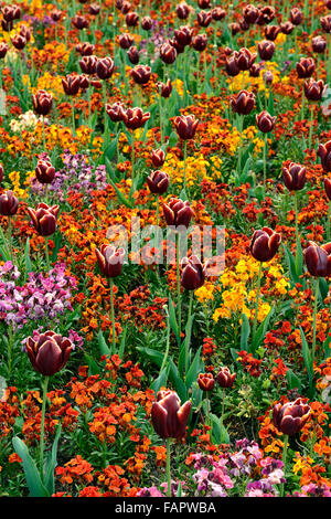 Tulipa Abu Hassan cheiri bedder orange giroflées tulipes foncé couleur couleur combinaison fleur fleurs floral RM Banque D'Images