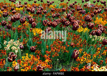 Tulipa Abu Hassan cheiri bedder orange giroflées tulipes foncé couleur couleur combinaison fleur fleurs floral RM Banque D'Images