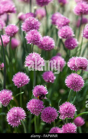 Ciboulette De Jardin Fleurs Alum Schoenoprasum Banque D'Images