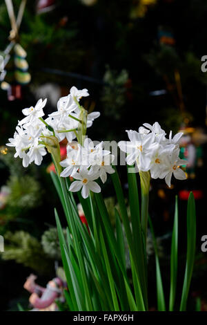 Ziva paperwhites narcisse fleurs blanches fleurs plantes à fleurs ...