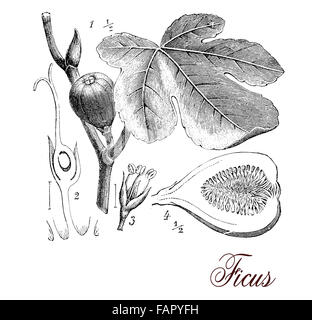 Vintage print décrivant la morphologie botanique Fig Tree : 3 feuilles nervurées, racines aériennes, les inflorescences (syconium) et fruits comestibles Banque D'Images