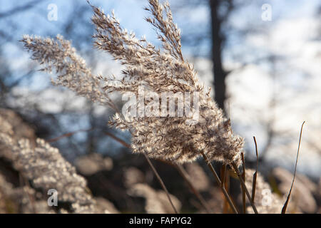Close-up of a fluffy des grappes de fleurs d'un roseau commun Banque D'Images