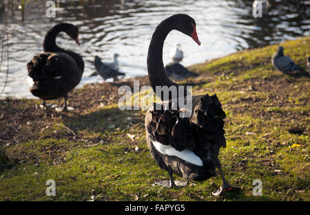 Les cygnes noirs avec ruffle de plumes des ailes à Regent's Park, London, UK Banque D'Images