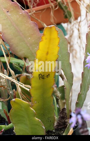 Epiphyllum ou également connu sous le nom de cactus Orchidée Banque D'Images