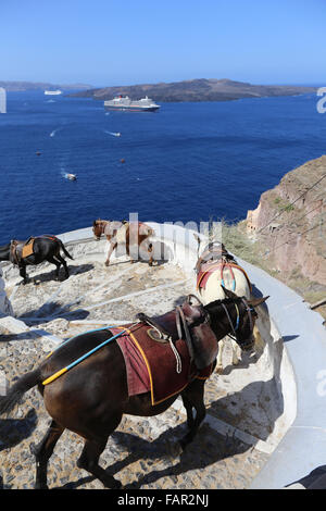 Des ânes sur la montée du port de Fira, Santorini, Grèce Banque D'Images