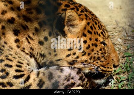 Leopard (Panthera pardus) en captivité étendue sur le sol dans la cage. Un grand chat avec un beau manteau derrière les barreaux Banque D'Images
