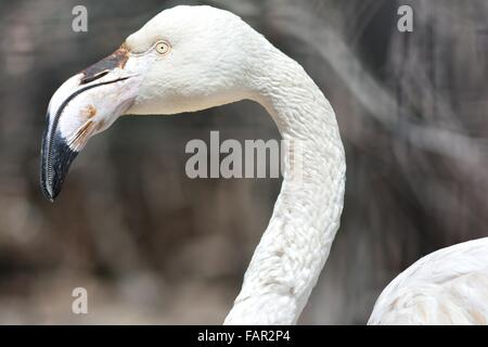 Flamant rose (Phoenicopterus roseus) Tête et cou. Un oiseau captif avec détail des bec et clairement visible de l'œil Banque D'Images