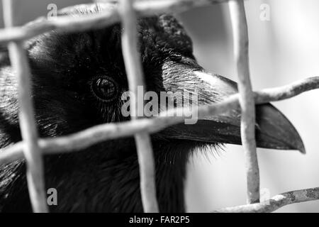 Corneille noire (Corvus corone) dans une cage. Un gros plan d'une tête de corbeau, montrant forte forte bec et l'œil brillant, en noir et blanc Banque D'Images