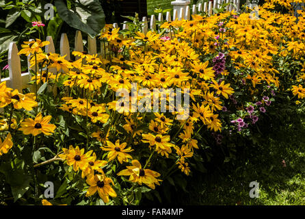 Black-eyed Susan fleurs le long d'une clôture blanche, Rochester, New York l'été jardin coloré de fleurs, bordure jaune Pantone Jardin Tournesol Banque D'Images