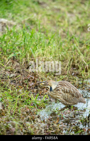 Butor manger un ouaouaron pollywog à Ridgefield National Wildlife Refuge à Ridgefield, Connecticut, USA. Banque D'Images