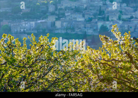 Cherry Orchard avec ville de Bonnieux, Provence, France Banque D'Images