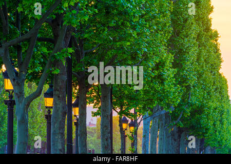 Les arbres du boulevard des Champs-Élysées au crépuscule, Paris Banque D'Images