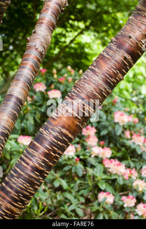 L'écorce de Prunus himalaica contre Rhododendron 'Percy Wiseman'. Banque D'Images
