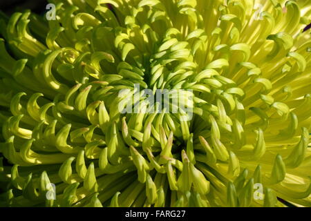 Plein épanouissement chrysanthème fleurs du jardin Banque D'Images