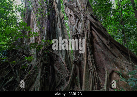 Grands arbres dans la forêt de Daintree dans la Mossman Gorge, dans le Queensland, Australie. Banque D'Images