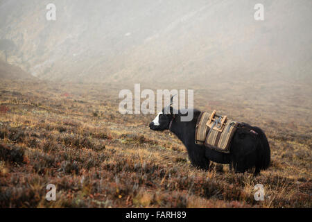 Yak (Bos mutus) le pâturage. Parc national de Sagarmatha. Le district de Solukhumbu. Le Népal. Banque D'Images