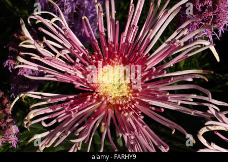 Plein épanouissement chrysanthème fleurs du jardin Banque D'Images