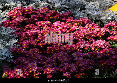 Plein épanouissement chrysanthème fleurs du jardin Banque D'Images