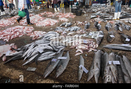 KOH CHANG, THAÏLANDE - 2 janvier 2015 : Vendre du poisson sur les barracudas un marché de rue en Thaïlande Banque D'Images