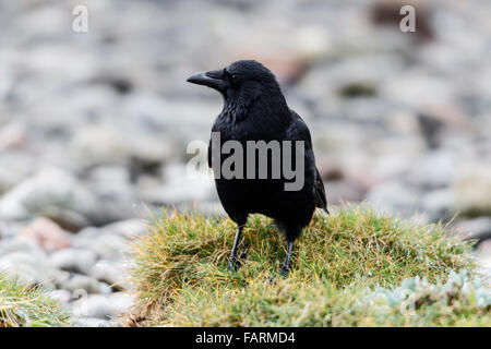 Corneille noire Corvus corone hot perché sur mer Banque D'Images