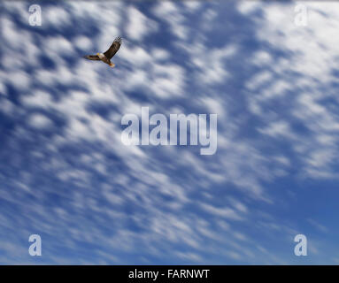 Flying Eagle par un ciel avec des nuages. Banque D'Images