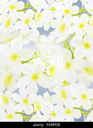 Les belles fleurs de frangipanier Plumeria Tropical blanc sur fond bleu Banque D'Images