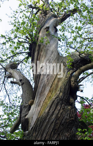 Old sweet chestnut tree Banque D'Images