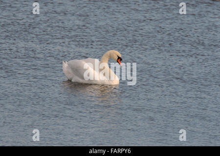 Cygne tuberculé Cygnus olor natation adultes mâles affichant avec les ailes en place Banque D'Images