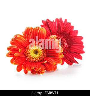 Deux têtes de fleurs marguerite gerbera isolé sur fond blanc. L'élément de conception. Objet unique avec clipping path Banque D'Images