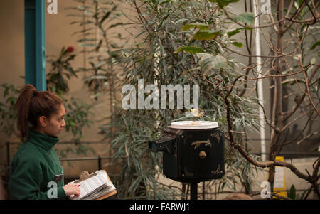 ZSL, le Zoo de Londres, Royaume-Uni. 4 janvier, 2016. Armé de blocs-notes, les calculatrices et les appareils photo, au zoo ZSL London Zoo effectuer le bilan annuel. Une exigence du ZSL London Zoo de conduire, la vérification annuelle des gardiens prend une semaine pour terminer et l'ensemble de l'information est partagée avec les zoos à travers le monde via le système d'information sur les espèces internationales, où il est utilisé pour gérer les programmes d'élevage dans le monde entier pour les animaux en voie de disparition. Credit : Malcolm Park editorial/Alamy Live News Banque D'Images