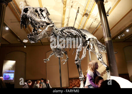 Das Feststellung des Tyrannus Rex Saurus Tristan 'Otto', Naturhistorisches Museum, Berlin. Banque D'Images