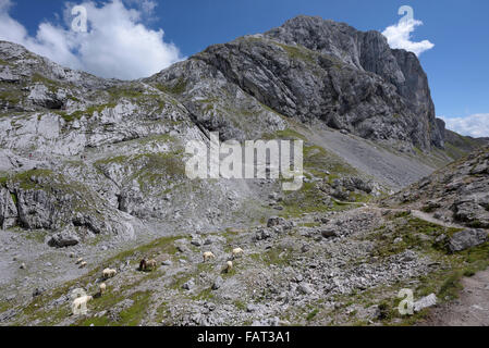 Moutons en région des Rocheuses et les montagnes de Dachstein, Sinabell, Ramsau, Autriche Banque D'Images