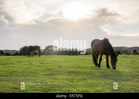 Poneys paissant dans winter sunshine dans le parc national New Forest, Hampshire, Royaume-Uni. Banque D'Images