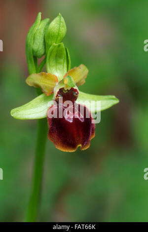 Au début de l'araignée de orchid (Ophrys sphegodes Ophrys aranifera /) en fleurs Banque D'Images