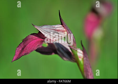 Langue maternelle Langue maternelle / orchidée Serapias (Serapias lingua / Helleborine lingua / Orchis lingua) en fleurs Banque D'Images