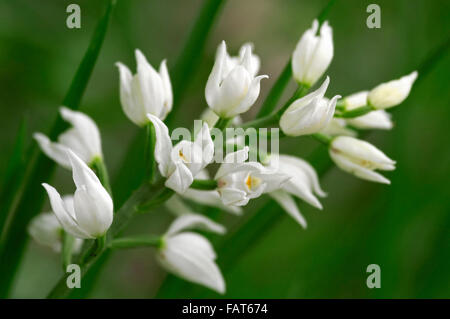 Sword-leaved Helleborine / Cephalanthère à longues / cephalanthère à longues feuilles (Cephalanthera longifolia) en fleurs Banque D'Images