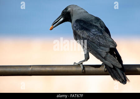 Chambre indienne crow crow / graynecked / crow / Ceylan crow / Colombo (Corvus splendens) portrait Banque D'Images