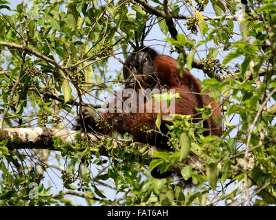 L'orang-outan sauvage dans la rivière Kinabatangan Banque D'Images