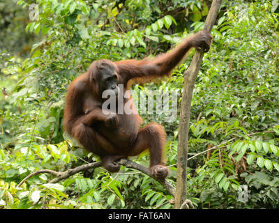 Orang-outan en centre de réhabilitation des Orang-outans de Sepilok Banque D'Images