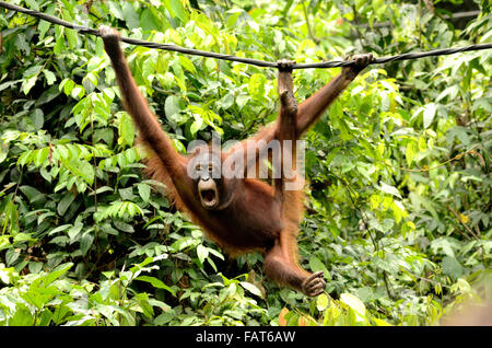 Orang-outan en centre de réhabilitation des Orang-outans de Sepilok Banque D'Images