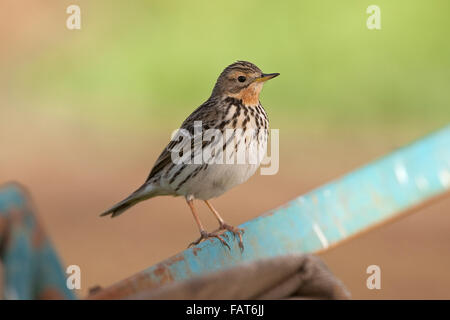 Des pipits à gorge rousse (Anthus cervinus) hivernant en Afrique du Nord Banque D'Images