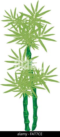Une illustration de l'aménagement paysager est symbole de l'arbre ou arbre isométrique de bambou arbre pour décoration de jardin Illustration de Vecteur
