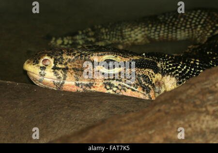 Contrôle de l'eau de l'Asie du Sud-Est (Varanus salvator), close up de la tête Banque D'Images