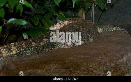 Contrôle de l'eau de l'Asie du Sud-Est au repos (Varanus salvator) Banque D'Images