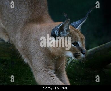 Le caracal (Felis caracal Caracal), un chat sauvage originaire d'Afrique du Sud de l'Asie Banque D'Images