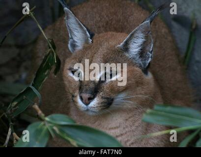 Le caracal (Felis caracal Caracal), un chat sauvage originaire d'Afrique du Sud de l'Asie Banque D'Images